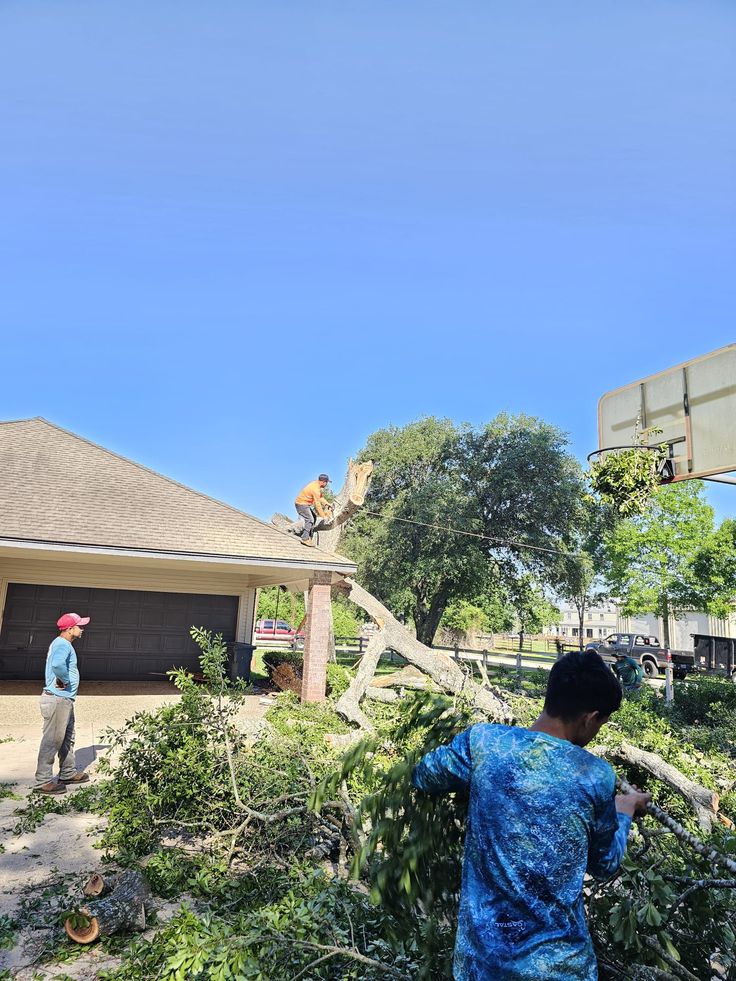 Austin Tree Specialists team