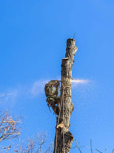 Austin Tree Specialists certified arborist crew