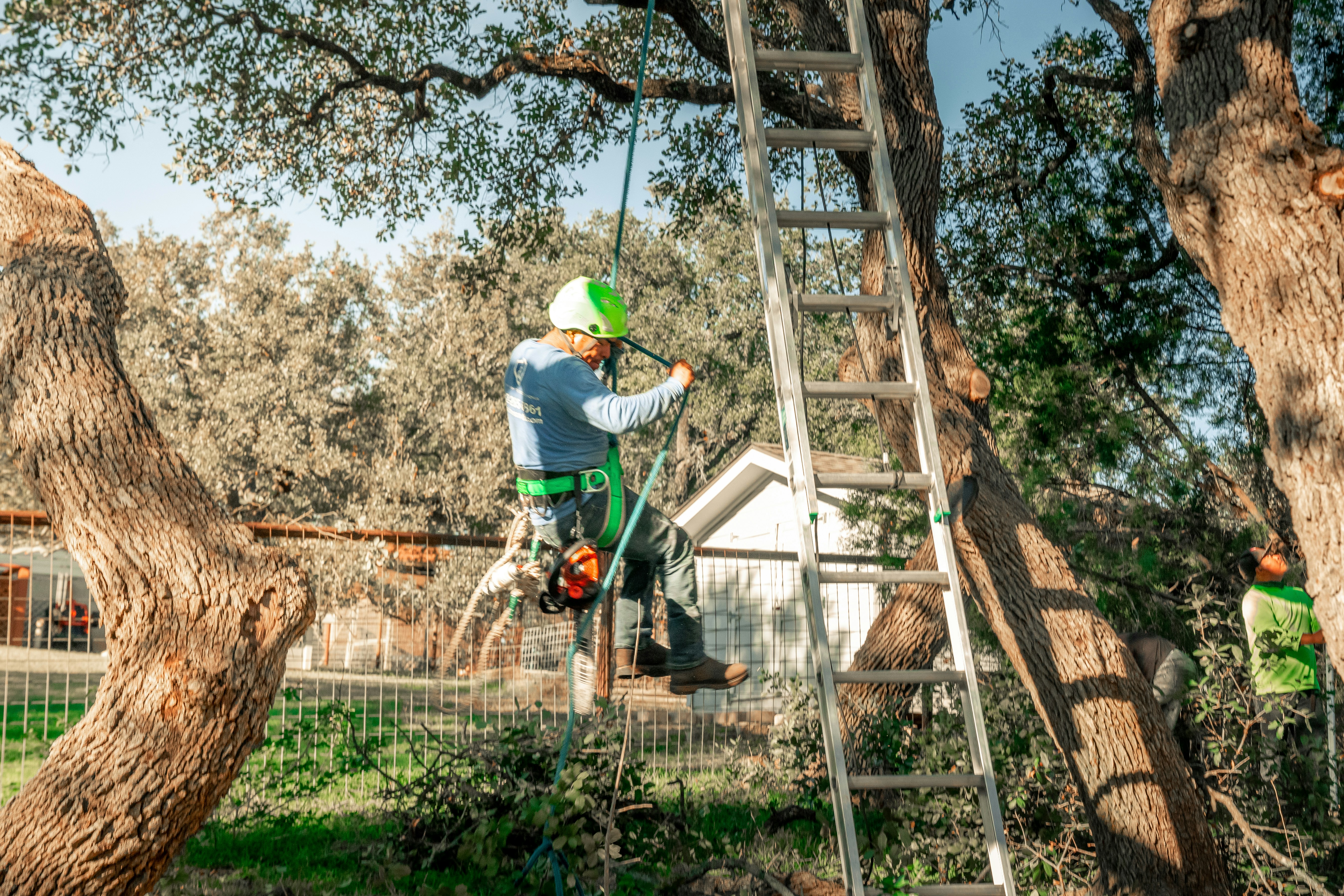 Austin Tree Specialists completed work