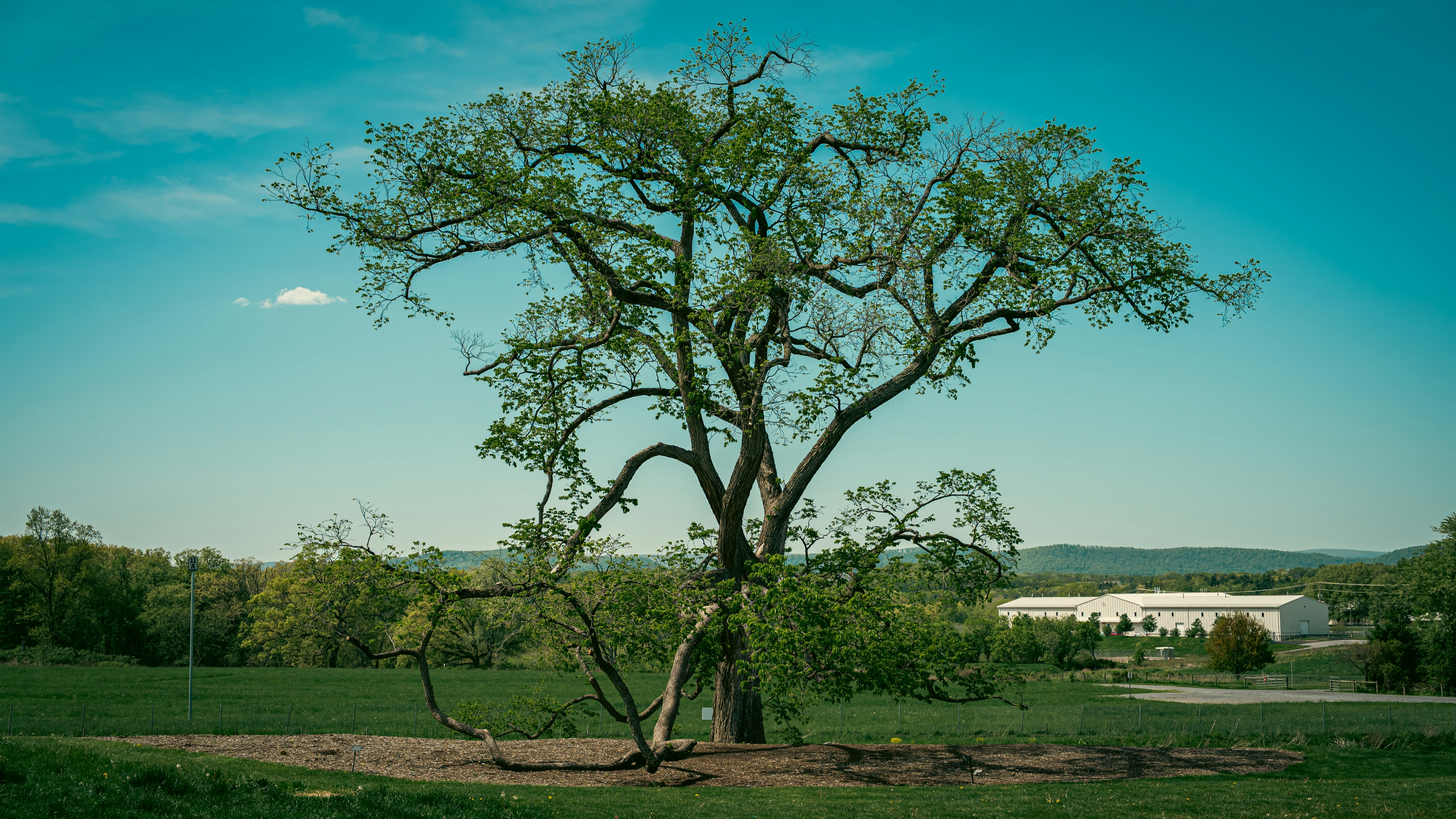 Arborist Services
