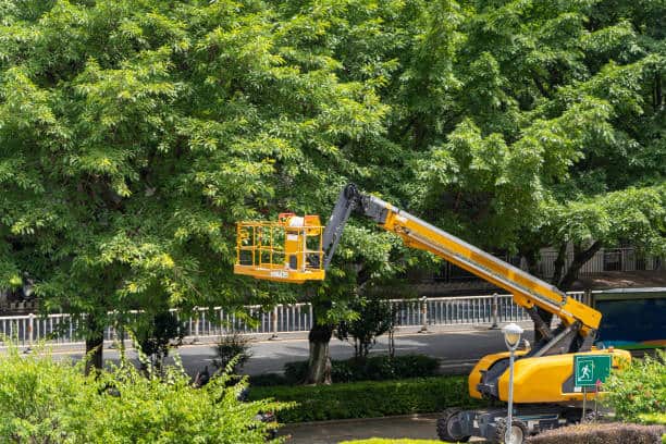 Certified Arborist Services Austin