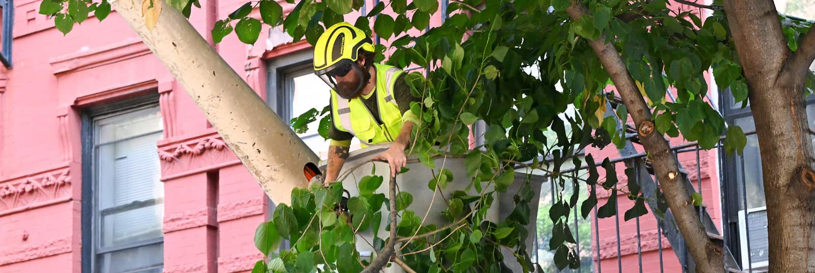 Tree Cabling and Bracing Austin