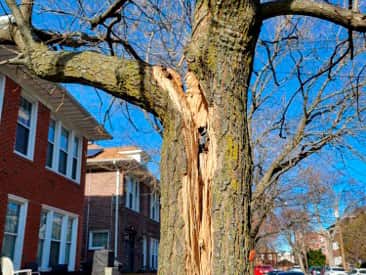 Emergency Tree Services Austin
