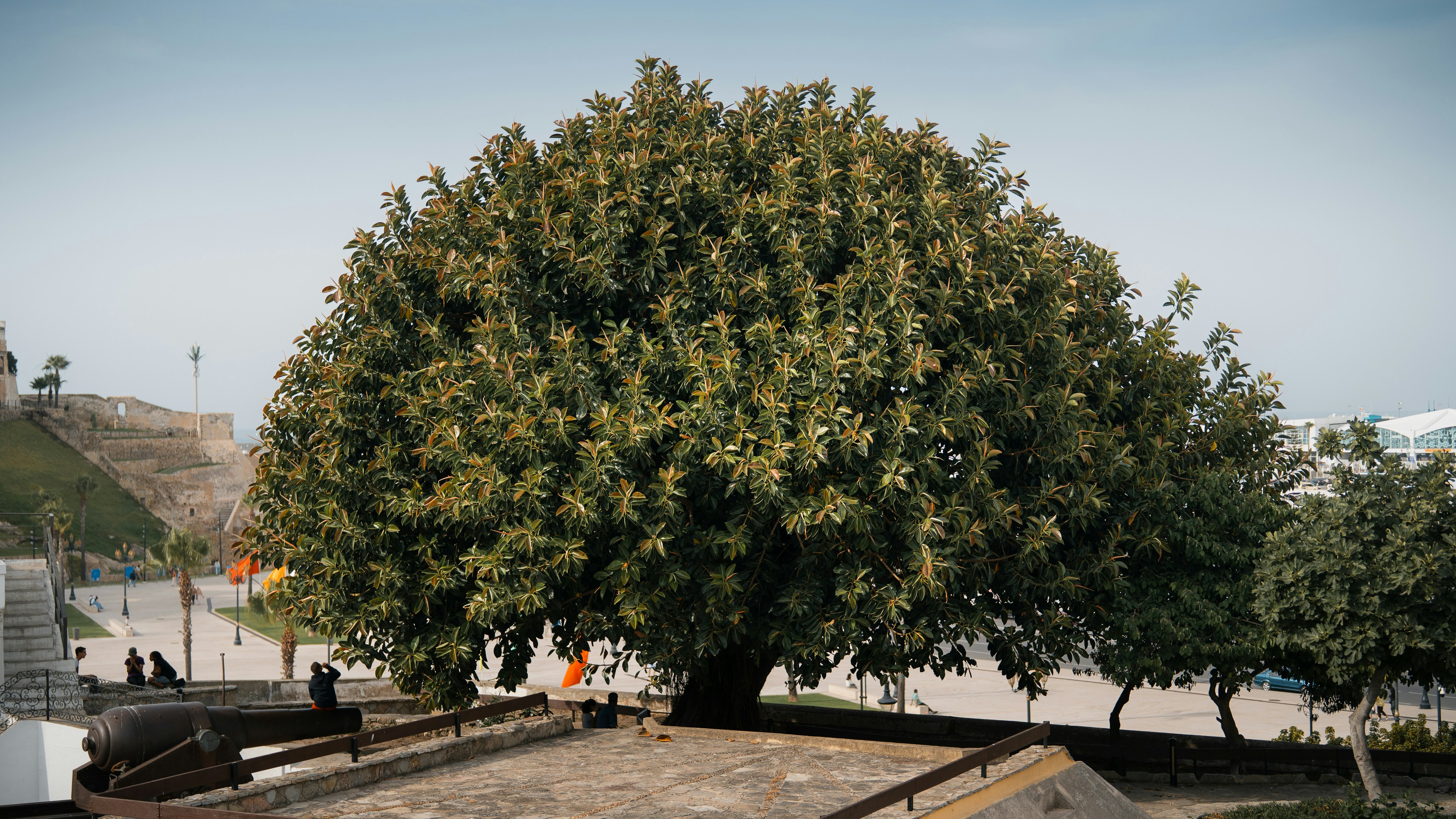 Tree Fertilization